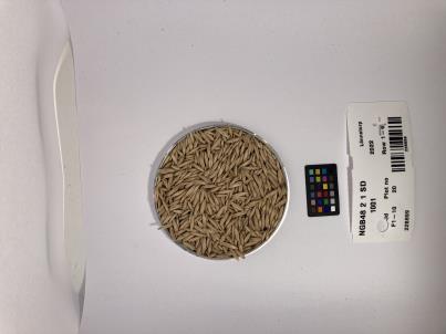 Click for 1 image(s) for this accession. SEED